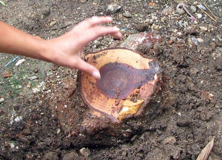 Stump of the cut Sua tree (Photo:Dantri) Stump of the cut Sua tree (Photo:Dantri)