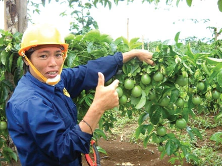Dự án 50 ha cây chanh dây chất lượng cao tại Đăk Nông Dự án 50 ha cây chanh dây chất lượng cao tại Đăk Nông