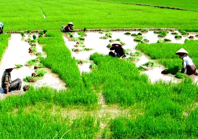 Tín dụng ngân hàng - Đòn bẩy của nông nghiệp nông thôn