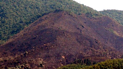 Forest fire in Hai Van mountain pass destroyed over 80 hectares of forest cover (Photo: Thanh Nien) Forest fire in Hai Van mountain pass destroyed over 80 hectares of forest cover (Photo: Thanh Nien)