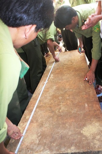 The 2m plank of sua wood seized on Friday. Photo: Tuoi Tre The 2m plank of sua wood seized on Friday. Photo: Tuoi Tre