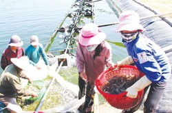 Workers harvest white-leg shrimps at the Hung Bien Sea Products Co Ltd in the central province of Quang Binh. The draft amended Labour Code, which was discussed by the NA yesterday, is expected to ensure workers' proper rights including salaries, overtime and maternity leave. — VNA