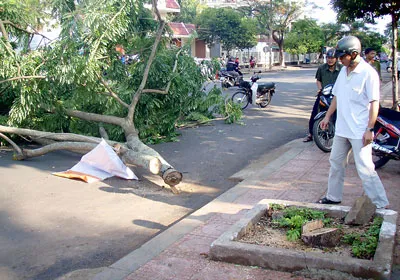 Cướp gỗ sưa