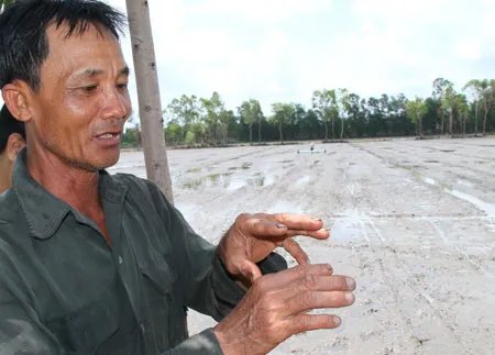 Lúa Global GAP giúp nông dân làm giàu