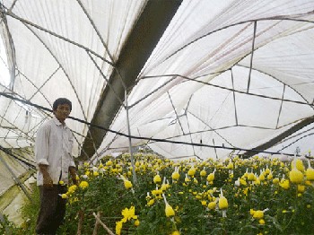 A greenhouse of daisy plants was hit by a cyclone storm in Da Lat City on May 31 (Photo: Lam Dong Online) A greenhouse of daisy plants was hit by a cyclone storm in Da Lat City on May 31 (Photo: Lam Dong Online)
