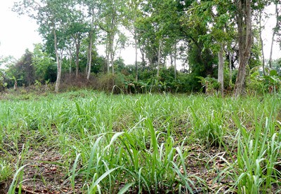This sugarcane field used to be part of the 600 hectare Pyinkado forest in Khanh Hoa Province (Photo: SGGP) This sugarcane field used to be part of the 600 hectare Pyinkado forest in Khanh Hoa Province (Photo: SGGP)