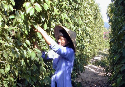 Pepper brings high profit to farmers. (Photo: SGGP) Pepper brings high profit to farmers. (Photo: SGGP)