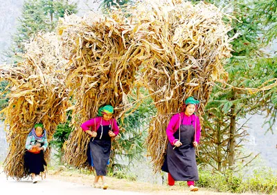 Gùi bắp khô về làm chất đốt. Gùi bắp khô về làm chất đốt.