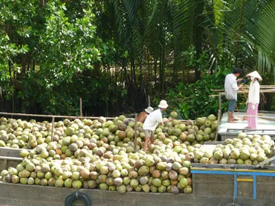 Nông dân ĐBSCL méo mặt vì giá dừa