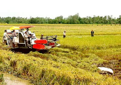 Bấp bênh nông dân trồng lúa