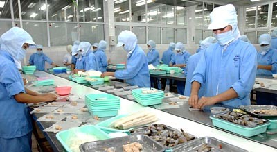 Processing seafood at an export company in HCMC (Photo: SGGP) Processing seafood at an export company in HCMC (Photo: SGGP)