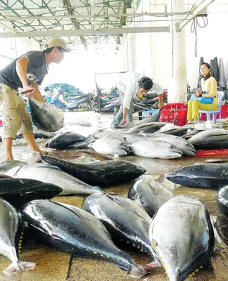 Những con cá ngừ đại dương tươi rói, có giá trên 200.000 đồng/kg. Khai thác cá ngừ đại dương đang phát triển ở miền Trung. Những con cá ngừ đại dương tươi rói, có giá trên 200.000 đồng/kg. Khai thác cá ngừ đại dương đang phát triển ở miền Trung.