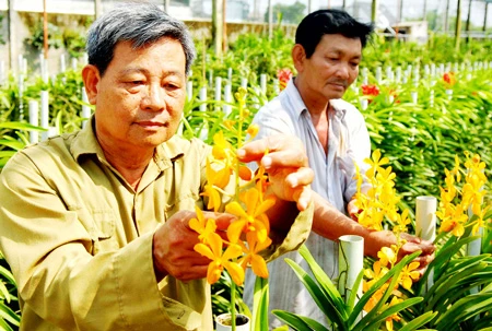 Lan Mokara - Tiềm năng và cơ hội