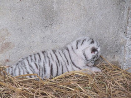 A tiger cub was born in captivity in July this year at the Trai Bo eco-tourist site in the central province of Nghe An (Photo: Thanh Nien) A tiger cub was born in captivity in July this year at the Trai Bo eco-tourist site in the central province of Nghe An (Photo: Thanh Nien)