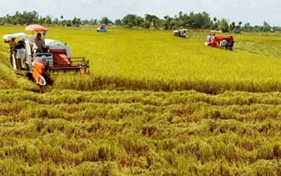 Rice harvesting in the Mekong Delta. (Photo: SGGP) Rice harvesting in the Mekong Delta. (Photo: SGGP)