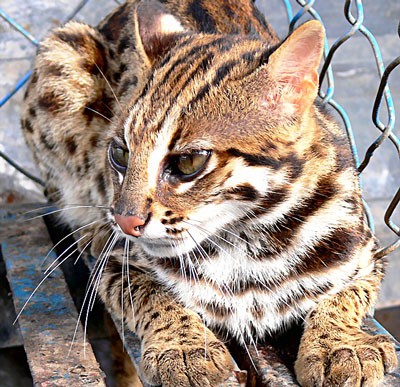 The male fishing cat. (Photo: SGGP) The male fishing cat. (Photo: SGGP)