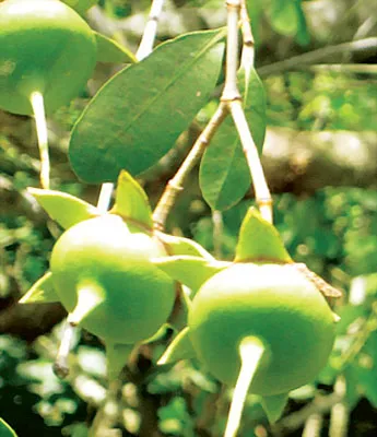 Thương lái lừa mua bần ổi - Nông dân lãnh trái đắng