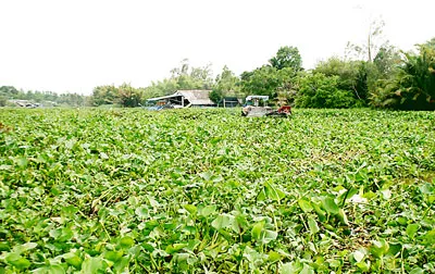 Phun thuốc trừ cỏ diệt lục bình: Hậu quả khó lường