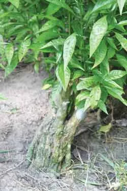 Sản phẩm từ cây Hoàn Ngọc Tây Ninh và niềm hy vọng cho những căn bệnh hiểm nghèo