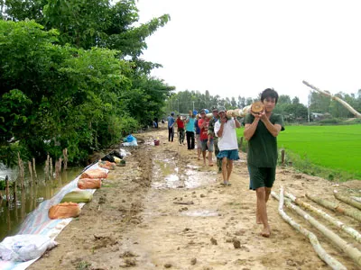 Gia cố đê bao chống lũ ở Đồng Tháp. Gia cố đê bao chống lũ ở Đồng Tháp.
