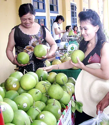 Vào hội bưởi Thanh Trà xứ Huế