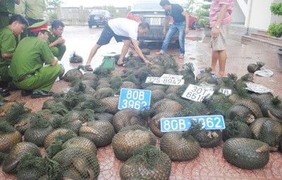 119 pangolins, fake number plates and the black Camry car 119 pangolins, fake number plates and the black Camry car