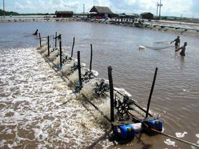 A shrimp farm in the Mekong Delta A shrimp farm in the Mekong Delta