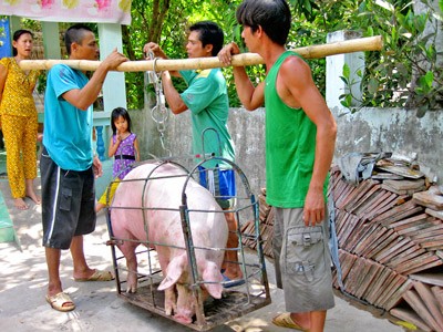 Pig breeders continue to suffer losses and cannot access bank loans (Photo: SGGP) Pig breeders continue to suffer losses and cannot access bank loans (Photo: SGGP)