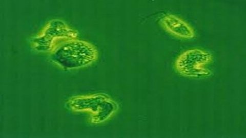 The so-called ‘brain-eating amoeba’, scientifically known as Naegleria Fowleri under microscope The so-called ‘brain-eating amoeba’, scientifically known as Naegleria Fowleri under microscope