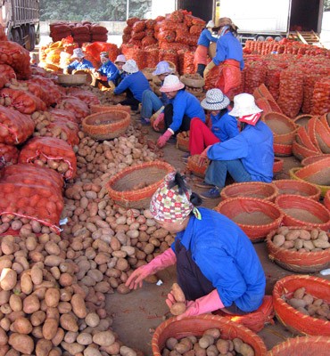 Potatoes imported from China also contain harmful chemical residues. (Photo: SGGP) Potatoes imported from China also contain harmful chemical residues. (Photo: SGGP)