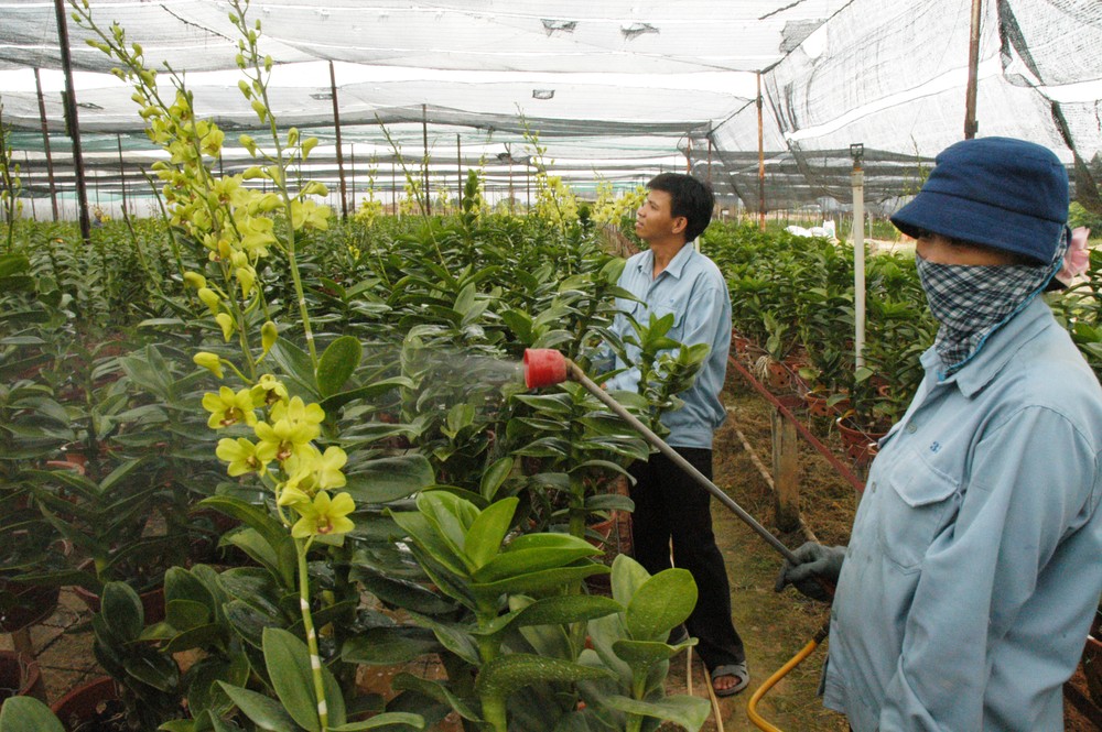 Farmers water orchid flowers in an orchid farm in District 12, HCM City. Orchid flowers export also earn much in the city. Farmers water orchid flowers in an orchid farm in District 12, HCM City. Orchid flowers export also earn much in the city.