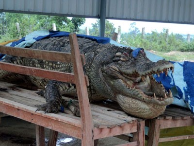 Dead crocodile seized in the People’s Committee of Ea Lam Commune in Song Hinh District to preserve Dead crocodile seized in the People’s Committee of Ea Lam Commune in Song Hinh District to preserve