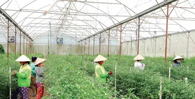 Công nhân của Công ty TNHH Nông nghiệp Chánh Phong đang thụ phấn hoa cho cây ớt mẹ (ớt hiểm F1). Công nhân của Công ty TNHH Nông nghiệp Chánh Phong đang thụ phấn hoa cho cây ớt mẹ (ớt hiểm F1).