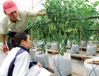 Các nghiên cứu viên đang theo dõi tình hình sâu bệnh trên cây ớt trong đề tài thí nghiệm trồng cây ớt sừng. Các nghiên cứu viên đang theo dõi tình hình sâu bệnh trên cây ớt trong đề tài thí nghiệm trồng cây ớt sừng.