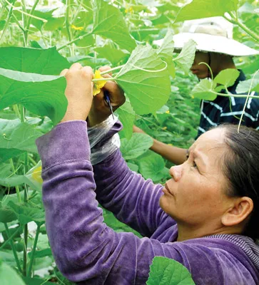 Công nhân đang làm công đoạn thụ phấn hoa cho cây Dưa Lê. Công nhân đang làm công đoạn thụ phấn hoa cho cây Dưa Lê.