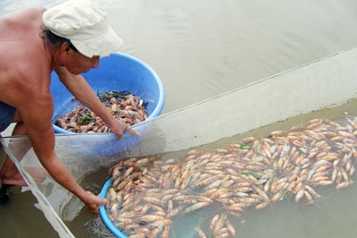 A shrimp farmer collects dead fish from his pond A shrimp farmer collects dead fish from his pond
