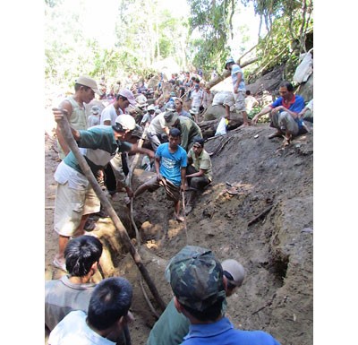 Agarwood hunters chop down an old tree to find the million-dollar resinous heartwood (Photo: Tien Phong Newspaper) Agarwood hunters chop down an old tree to find the million-dollar resinous heartwood (Photo: Tien Phong Newspaper)