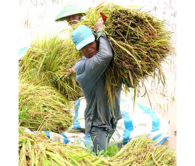 Farmers harvest rice in flood season (Photo: SGGP) Farmers harvest rice in flood season (Photo: SGGP)