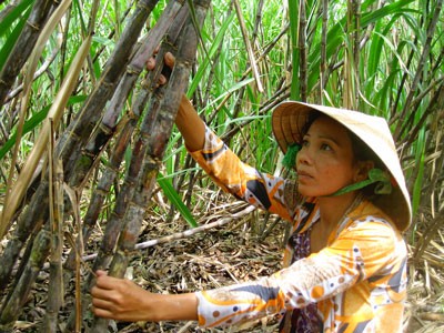 Sugarcane farmers in Mekong Delta in despair as cheaper Thai sugarcane is abundant in markets (Photo: SGGP) Sugarcane farmers in Mekong Delta in despair as cheaper Thai sugarcane is abundant in markets (Photo: SGGP)