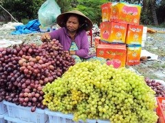 Fruit imported from China is displayed for sales at cheap prices along national highways in the Mekong Delta of VietnamPhoto: Tuoi Tre Fruit imported from China is displayed for sales at cheap prices along national highways in the Mekong Delta of VietnamPhoto: Tuoi Tre