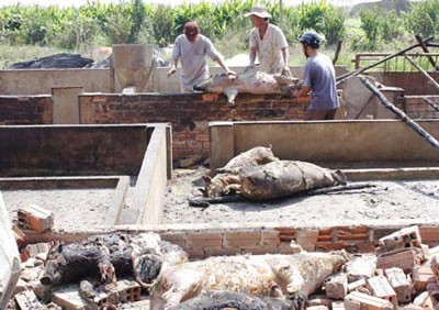 The farm become ash after the fire and pigs are burnt to death The farm become ash after the fire and pigs are burnt to death