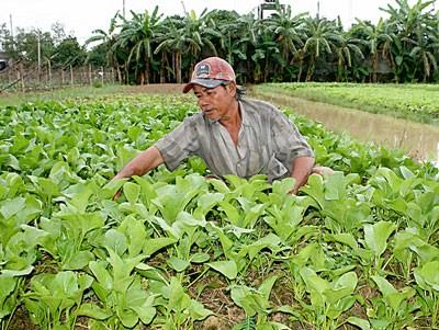 A farmer harvests vegetables in Binh Minh District in Vinh Long Province (Photo: SGGP) A farmer harvests vegetables in Binh Minh District in Vinh Long Province (Photo: SGGP)
