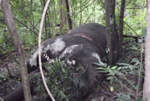One of the two wild elephants that were found dead in Yok Don National Park in August One of the two wild elephants that were found dead in Yok Don National Park in August