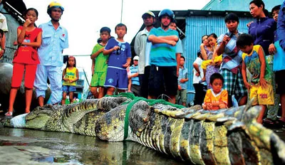 Truy lùng cá sấu sổng chuồng