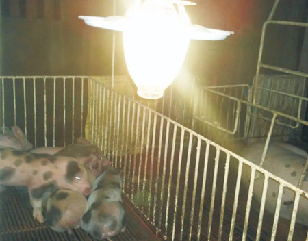 Hình 7: Đèn sử dụng biogas Hình 7: Đèn sử dụng biogas