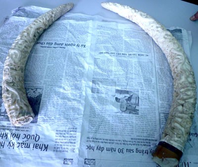A set of old horns were uncovered by a local man in Ha Tinh Province A set of old horns were uncovered by a local man in Ha Tinh Province