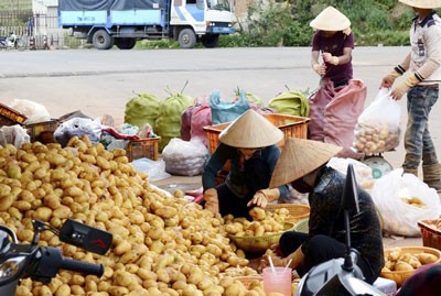 Chinese potatoes selling as Da Lat farm produce in the local market (Photo: SGGP) Chinese potatoes selling as Da Lat farm produce in the local market (Photo: SGGP)