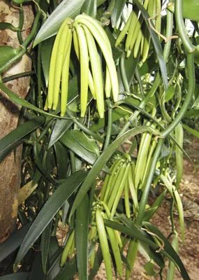 Quả vani (màu trắng) trên cây. Quả vani (màu trắng) trên cây.