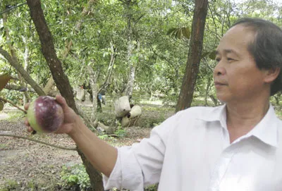 Vú sữa tím lên đời