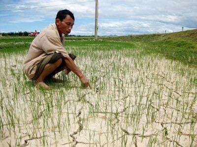 No rain in the north central region for the last two months has left parched rice fields (File photo: SGGP) No rain in the north central region for the last two months has left parched rice fields (File photo: SGGP)